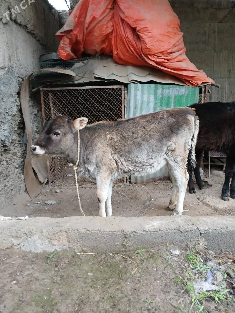 Tüwe Şiwes - Бузмеин - img 1