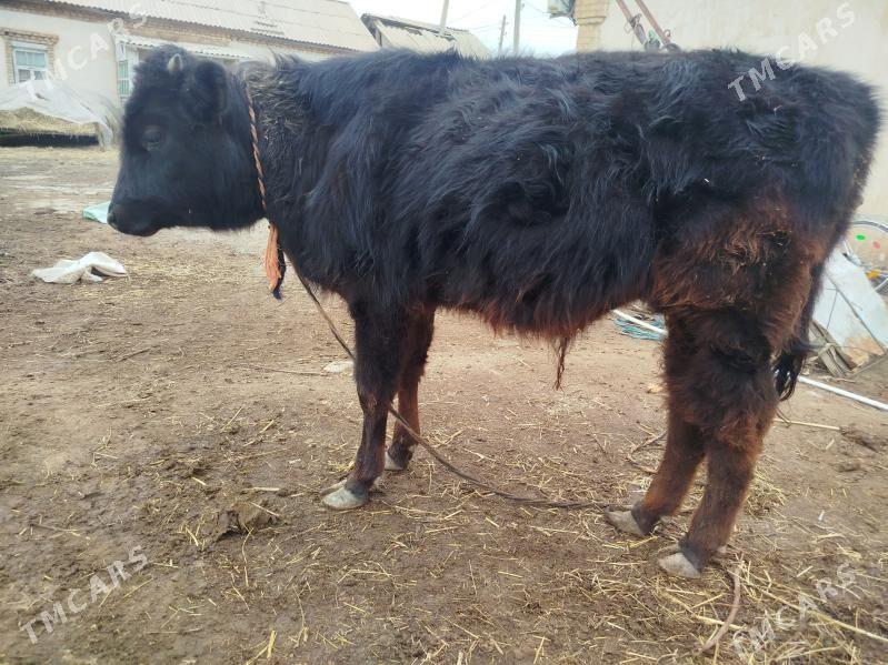 okuz - Sakarçäge - img 1