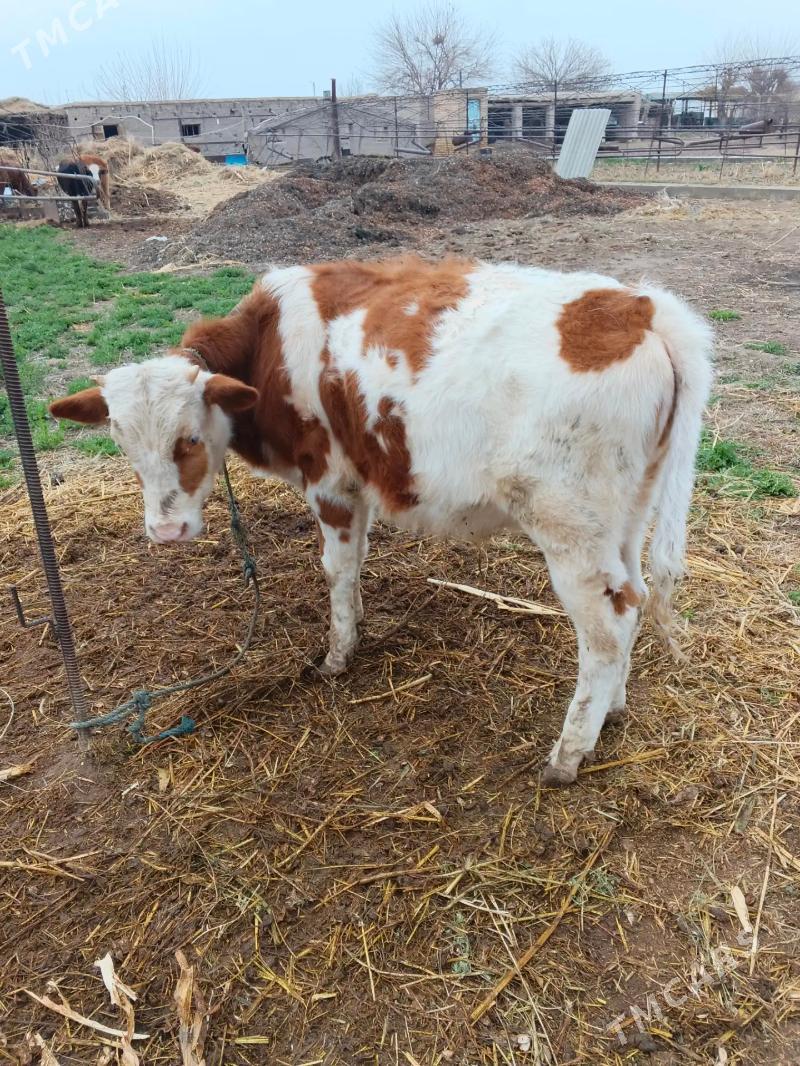 okuz - Чарджоу - img 1