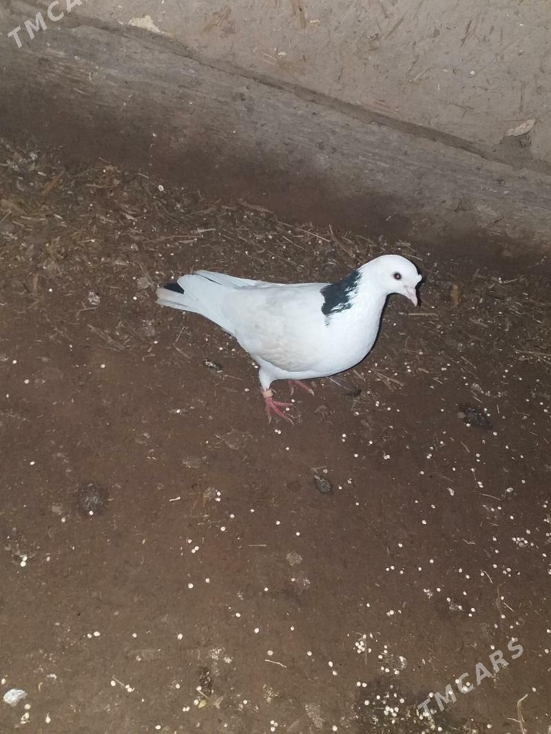 kepderi - Akdepe - img 1