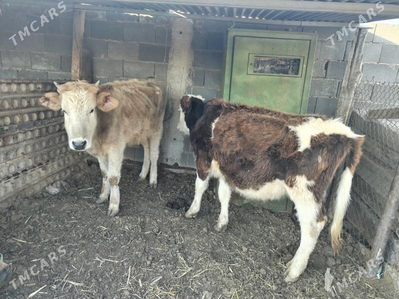 Gacar - Джебел - img 1