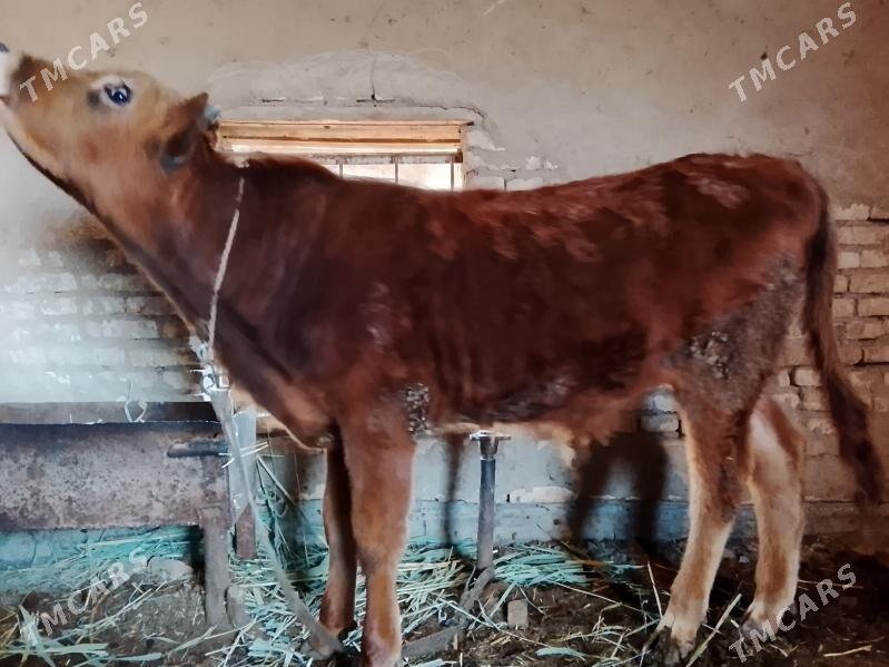 Öküzler - Wekilbazar - img 1