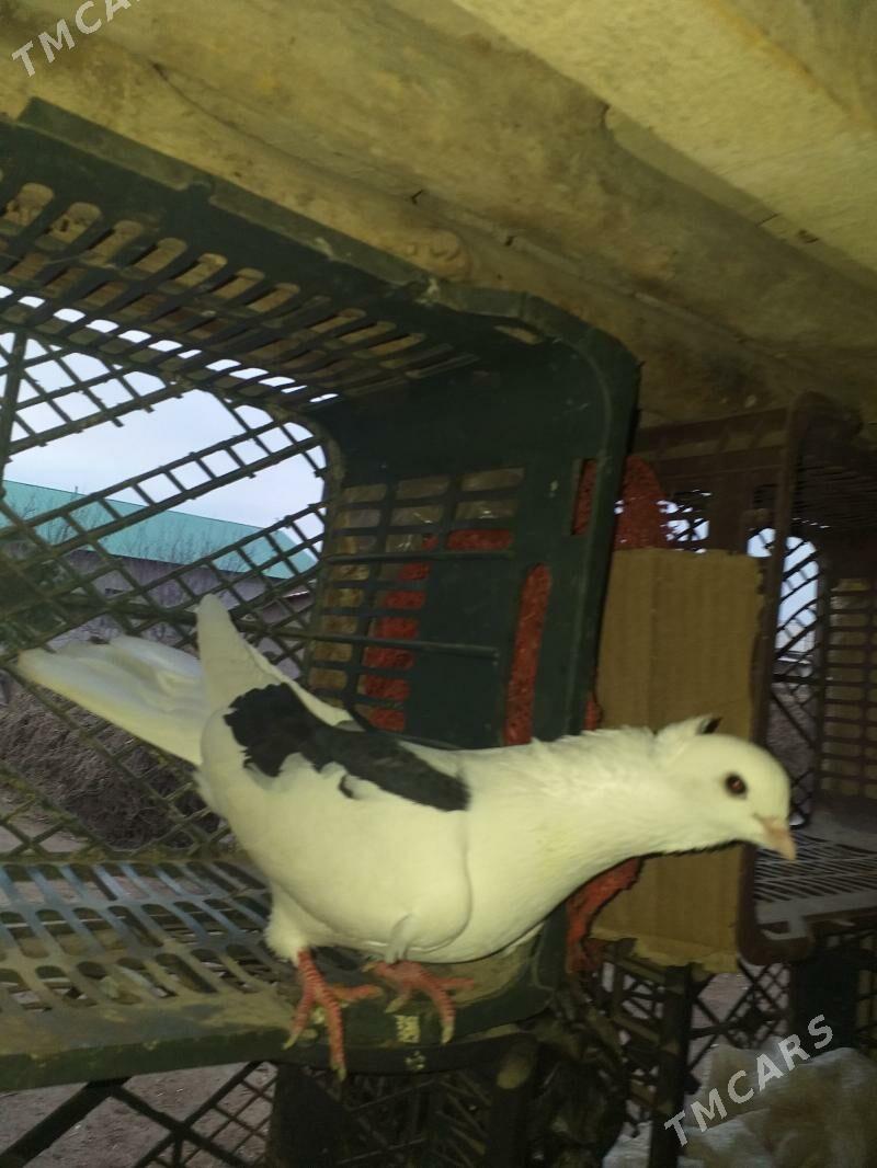 kepderi - Akdepe - img 1