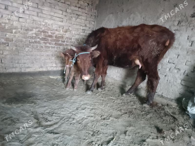 goleli sygyr - Губадаг - img 1