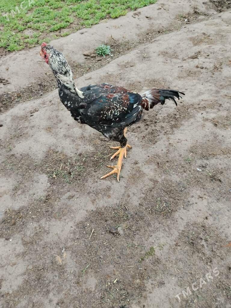 байсов - Чарджоу - img 1