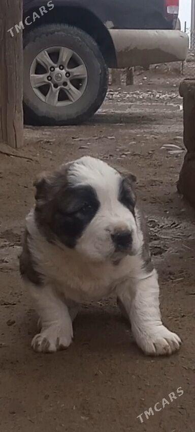 alabaý - Теджен - img 1