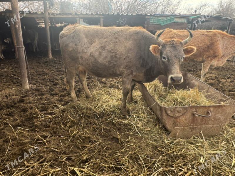 SIVES GOLELI SYGYRLAR - Чоганлы - img 1