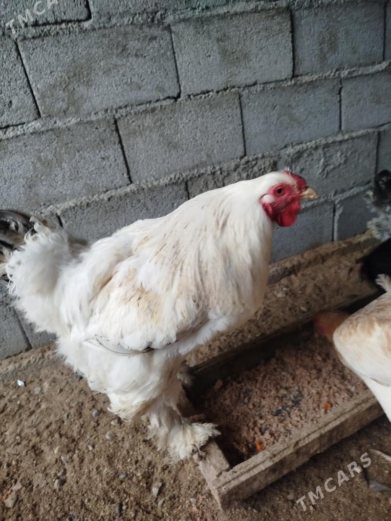 Towuk - Büzmeýin - img 1