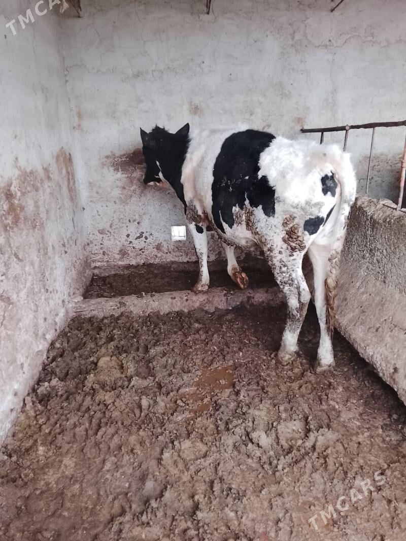 oküz - Мары - img 1