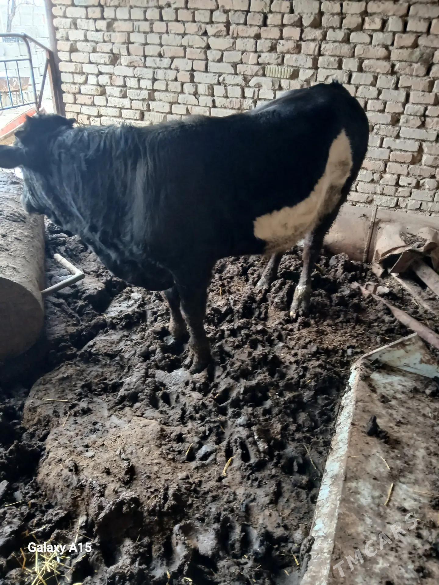 Satlyk okuz - Кака - img 1