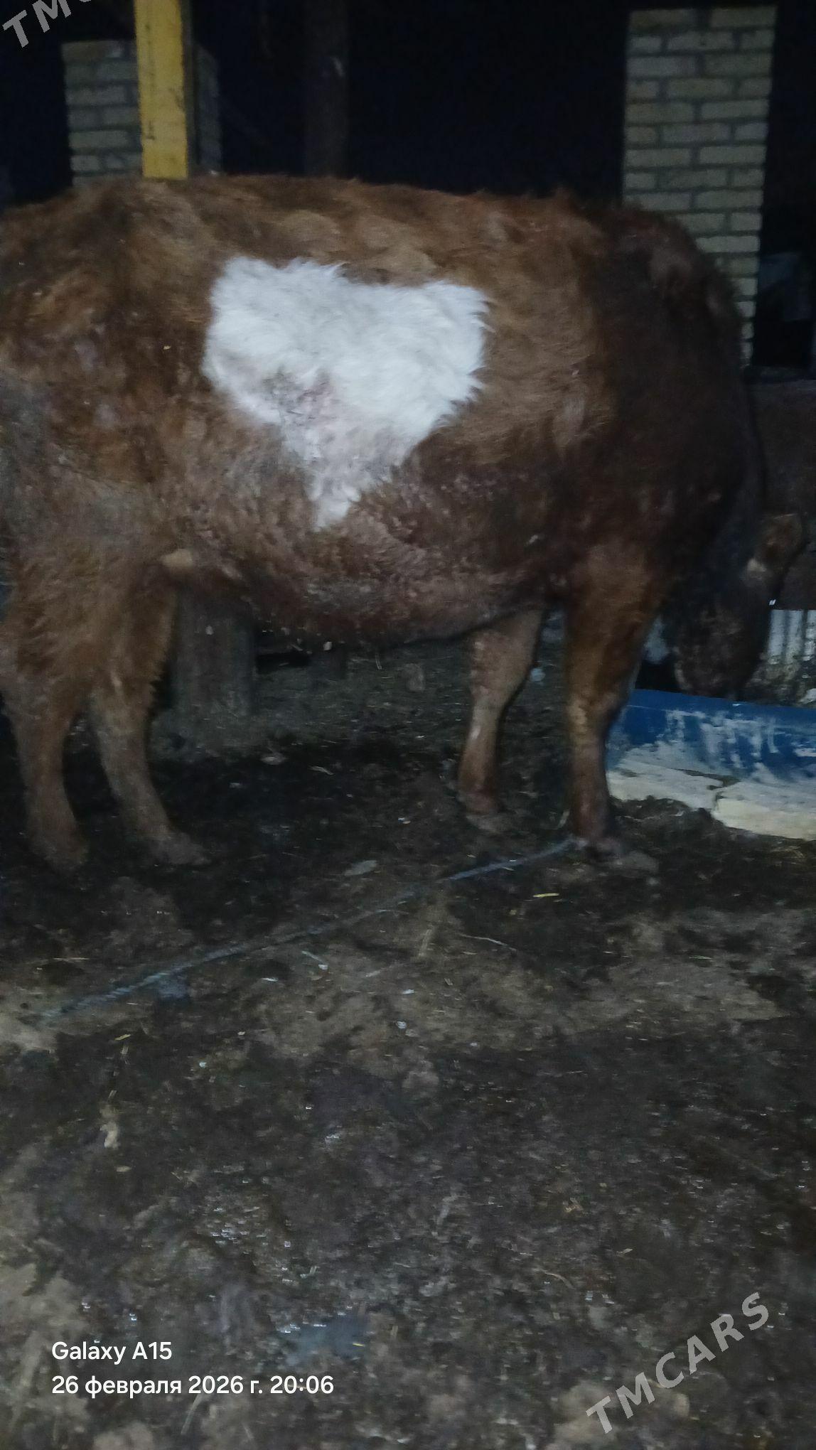 bogaz we gysyr sygyrlar - Türkmenabat - img 1