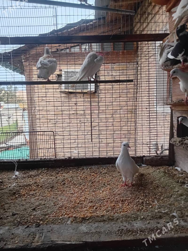 кепдер - Türkmenabat - img 1