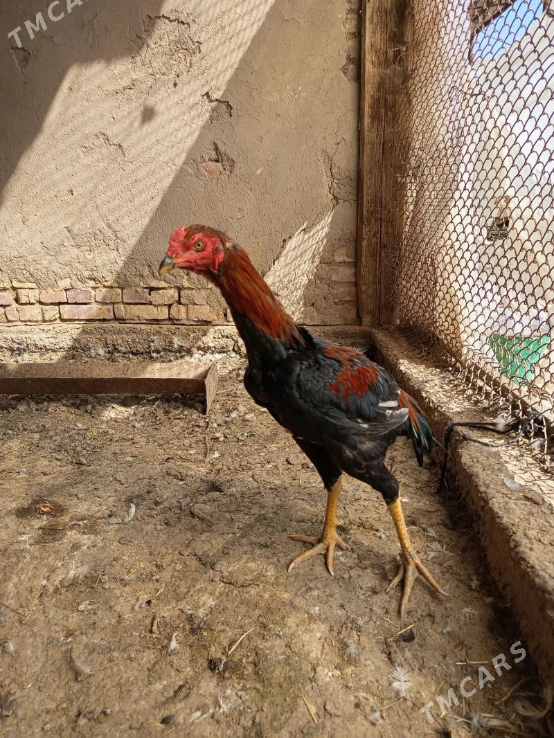 baysok - Векильбазар - img 1