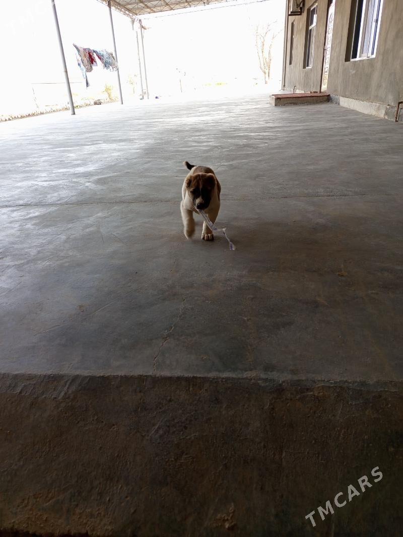 Alabay - Векильбазар - img 1