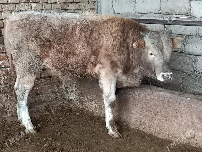 şiwes tohum okuz - Gökdepe - img 1