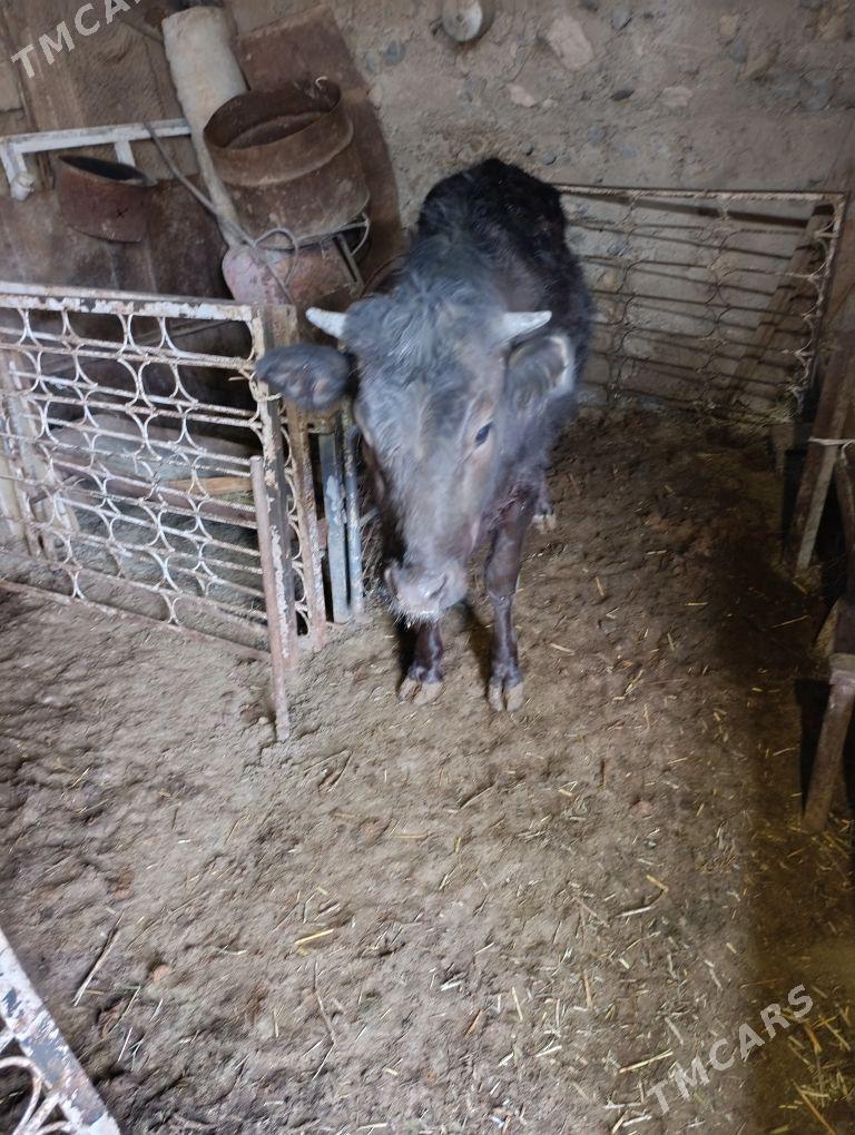 Tüwe - Гызыларбат - img 1