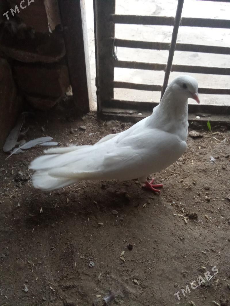 kepderi - Гызыларбат - img 1