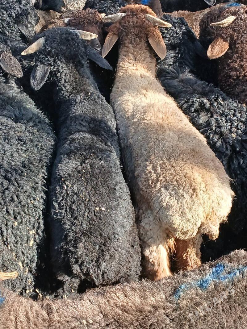 Tokli - Ашхабад - img 1