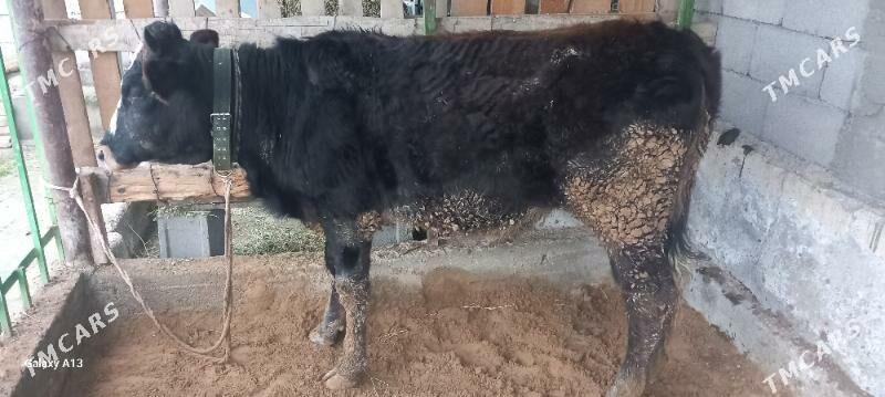 Tüwe - Гёкдепе - img 1