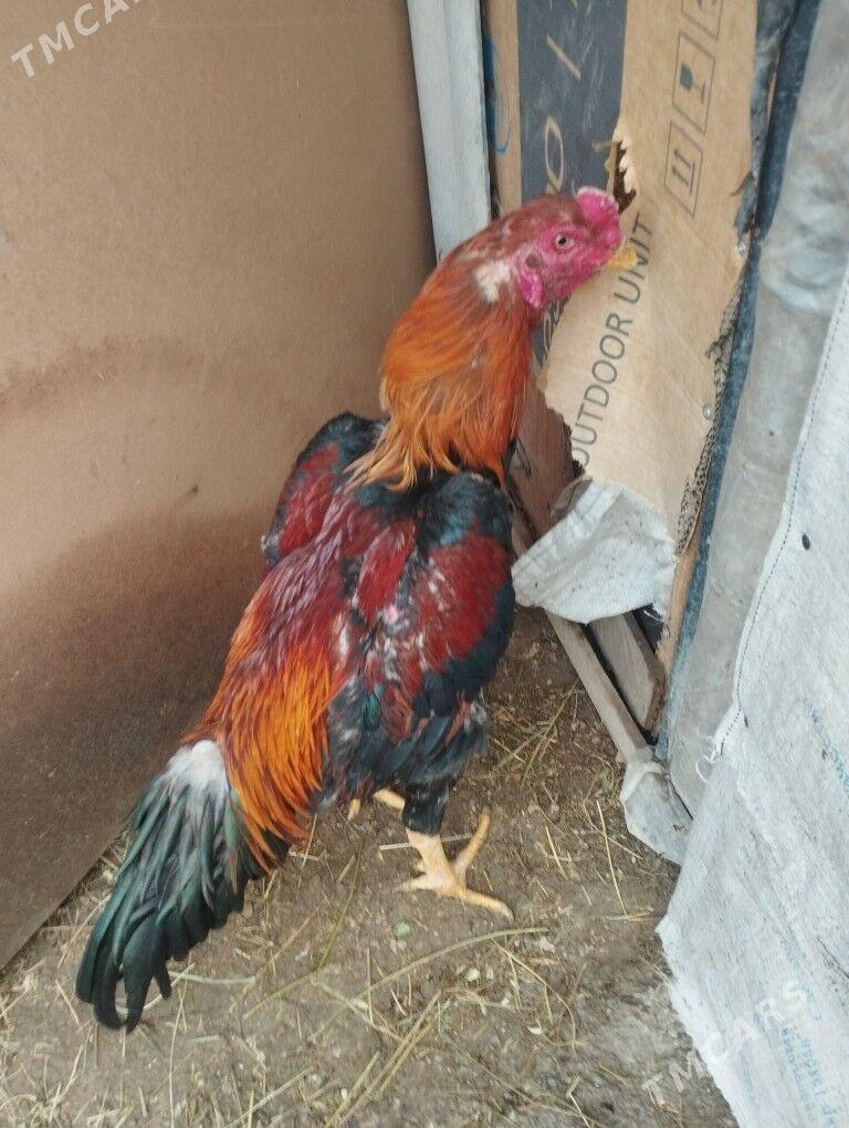 TASKENT - Aşgabat - img 1