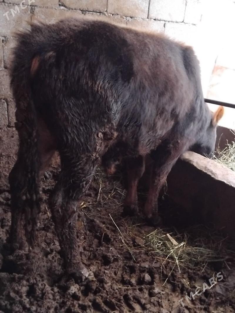 Okiz - Ак-Бугдайский этрап - img 1