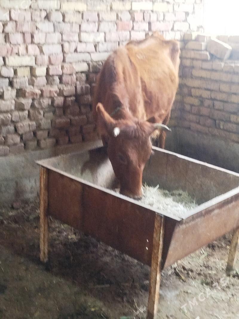 Goleli sygyr - Теджен - img 1