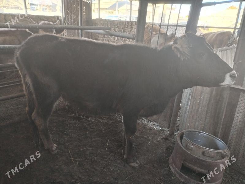 Sygyr - Джебел - img 1