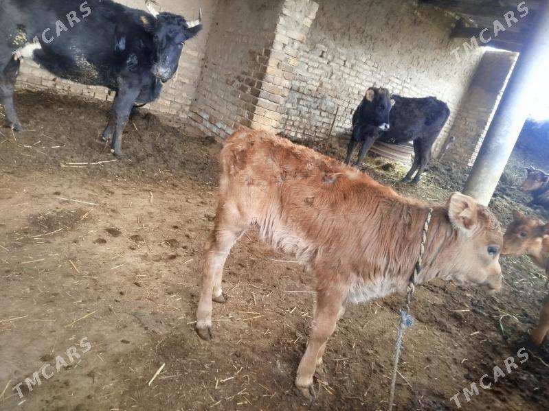 Goleli sygyr - Tejen - img 1