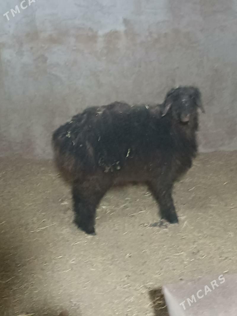 Tokly - Mary - img 1