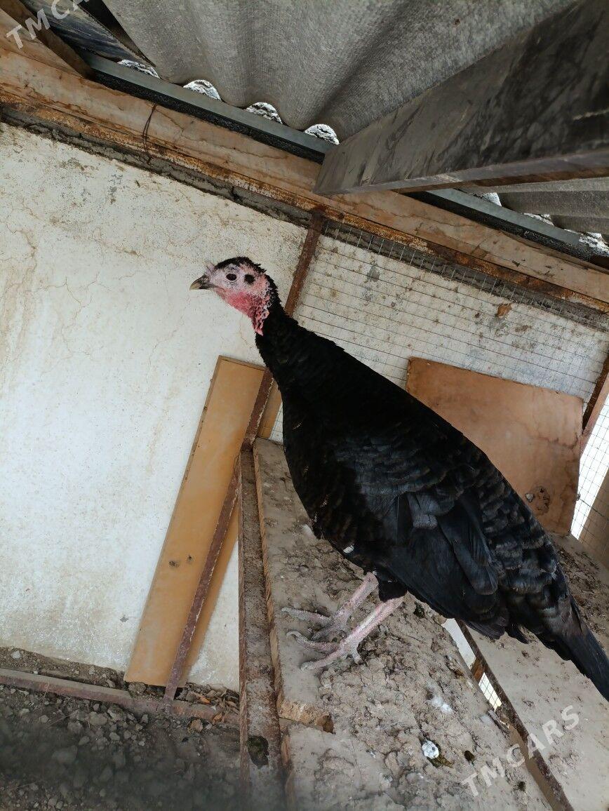 induk - Гёкдепе - img 1