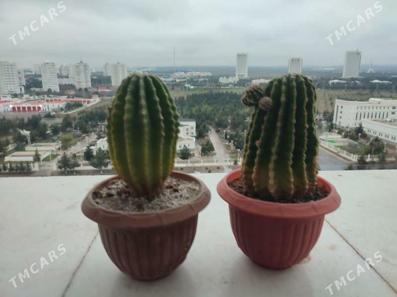 kaktuslar - Moskowskiý köç. (10 ýyl abadançylyk şaýoly) - img 1