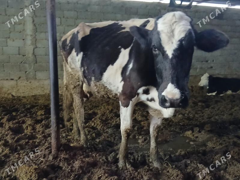 sygyr - Gökdepe - img 1