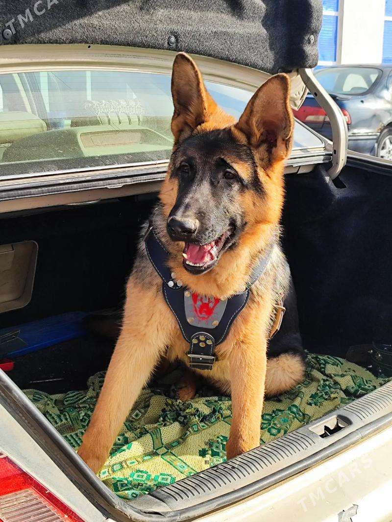 Afcarka it - Daşoguz - img 1