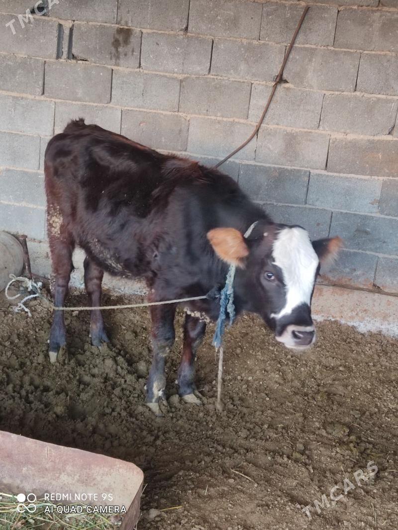 tuwe - Gökdepe - img 1