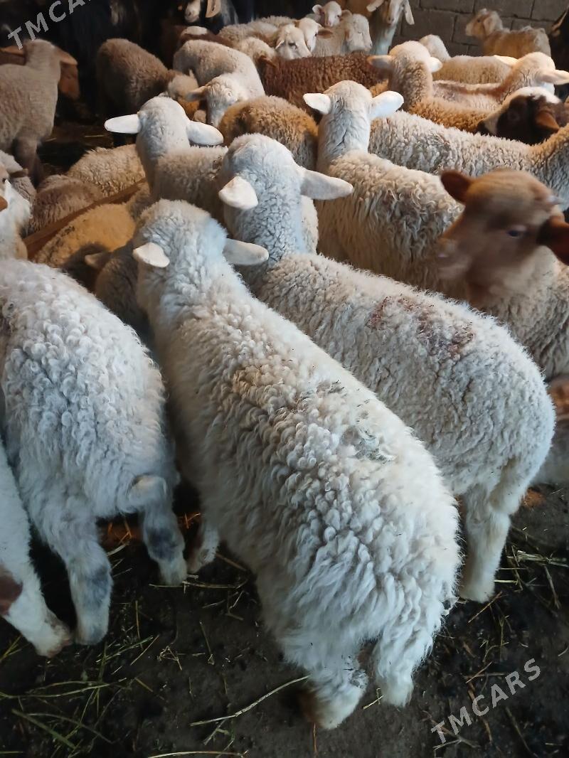 Berre - Ашхабад - img 1