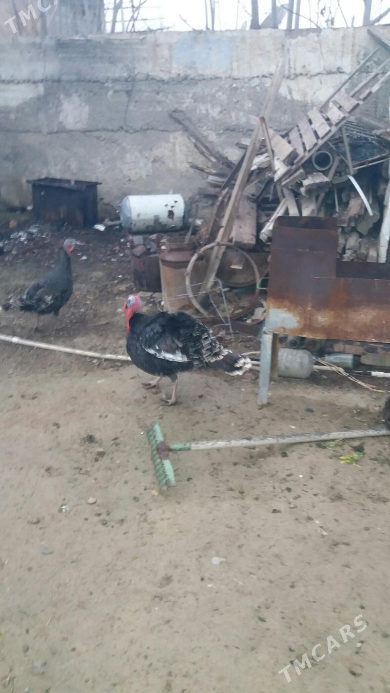 induk - Ак-Бугдайский этрап - img 1