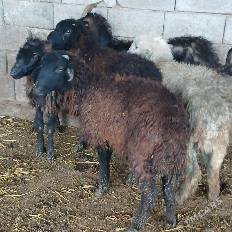 Issek - Ашхабад - img 1