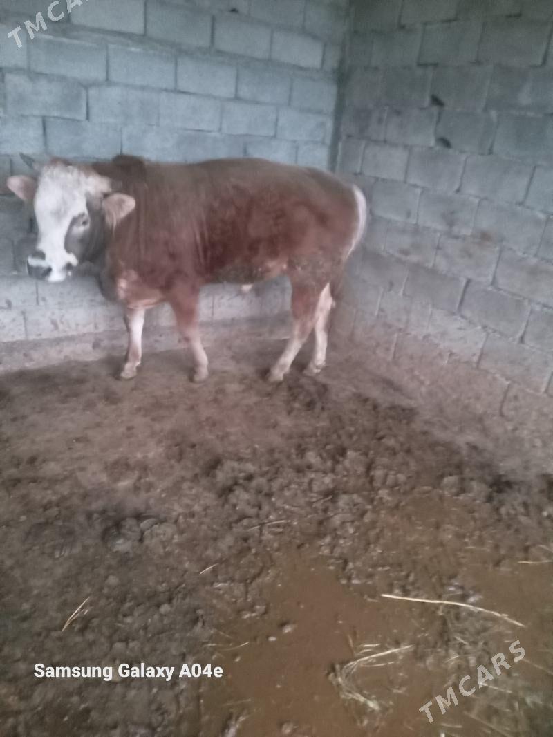 öküz - Гёкдепе - img 1