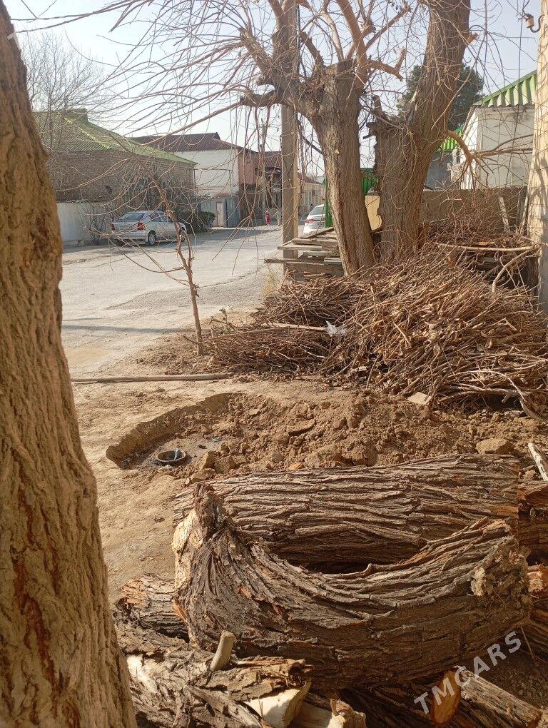 odunlyk agac cybyk  mugt - Кëши - img 1