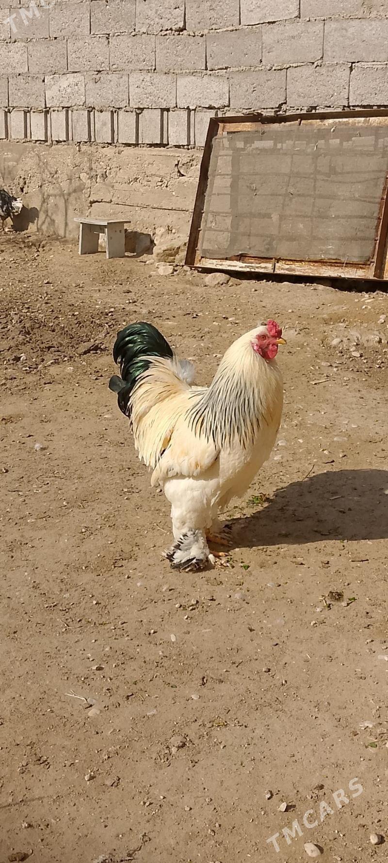 horaz - Balkanabat - img 1