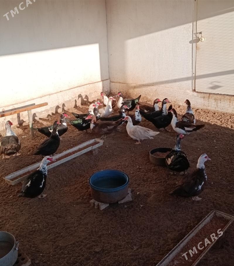 Ordek - Balkanabat - img 1