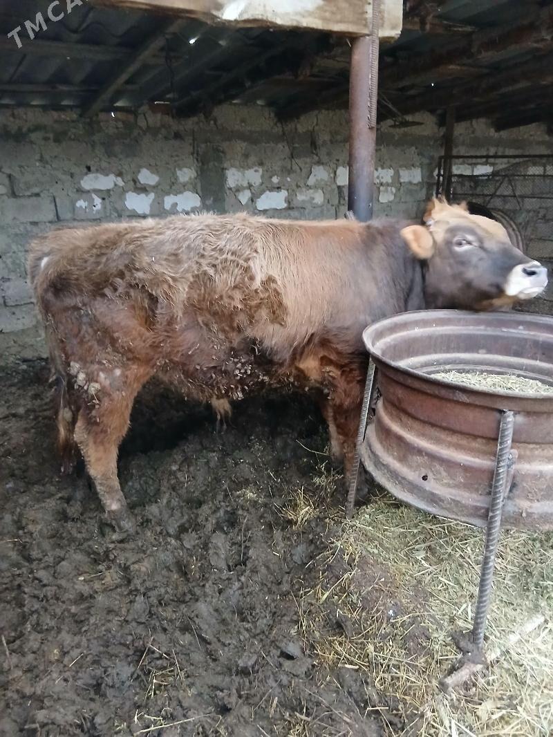 okuz - Яшлык - img 1