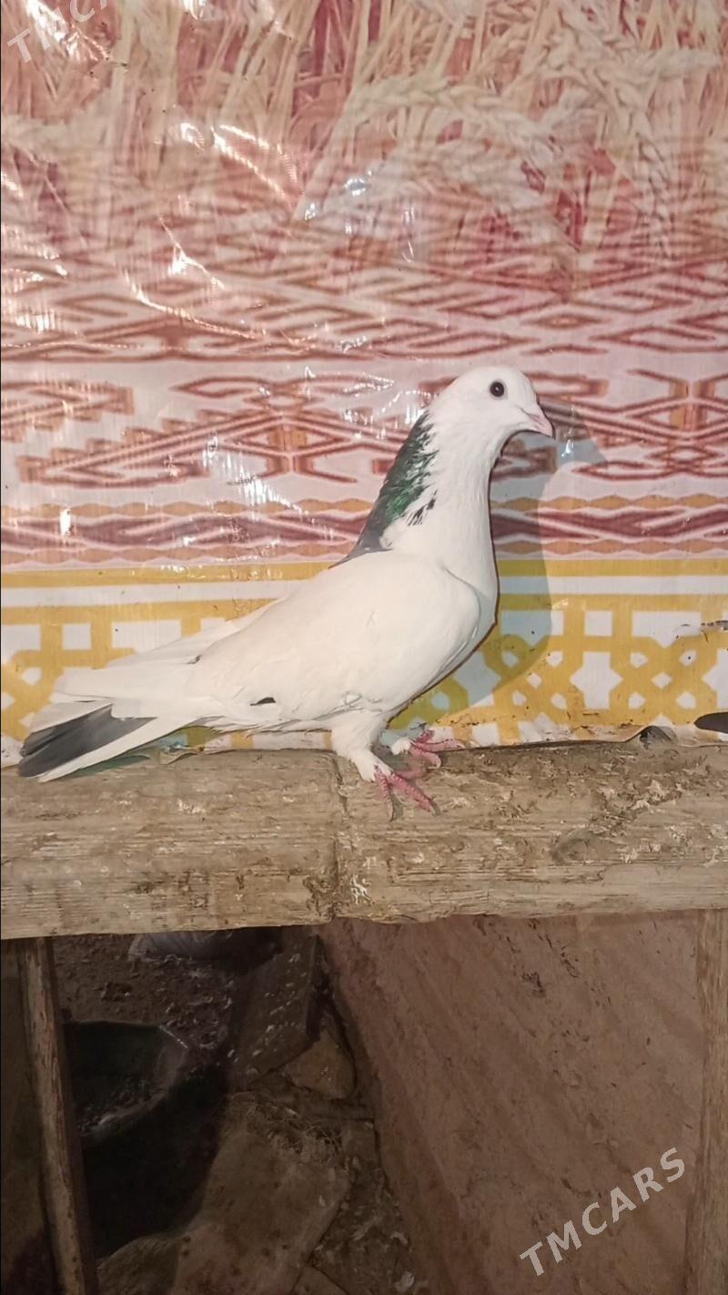 Kepderi - Гызыларбат - img 1