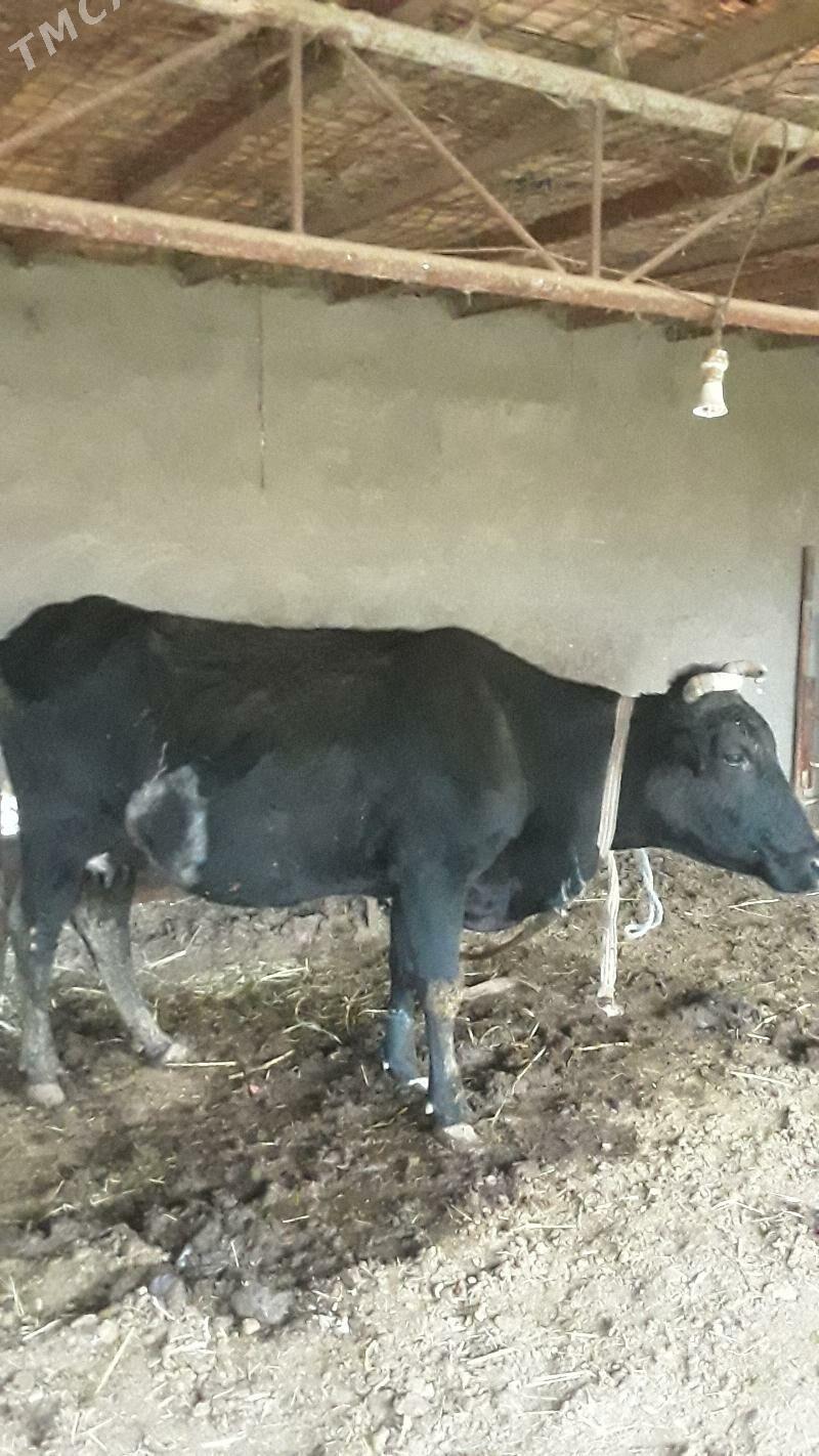 Goleli sygyr - Mary - img 1