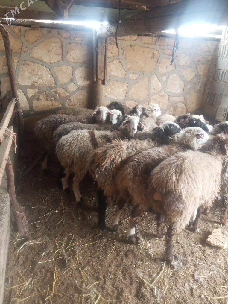 tokly - Etrek - img 1