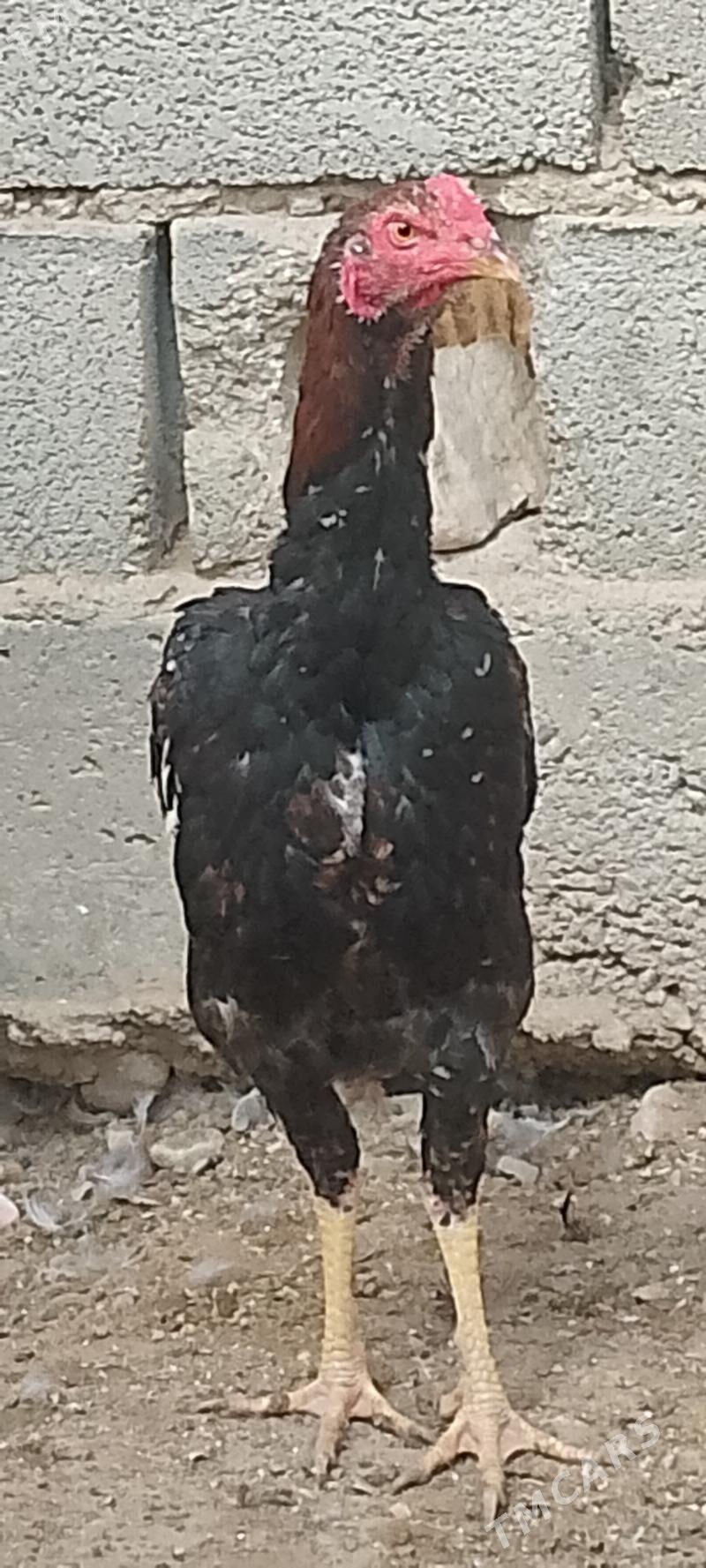 horaz juje - Balkanabat - img 1