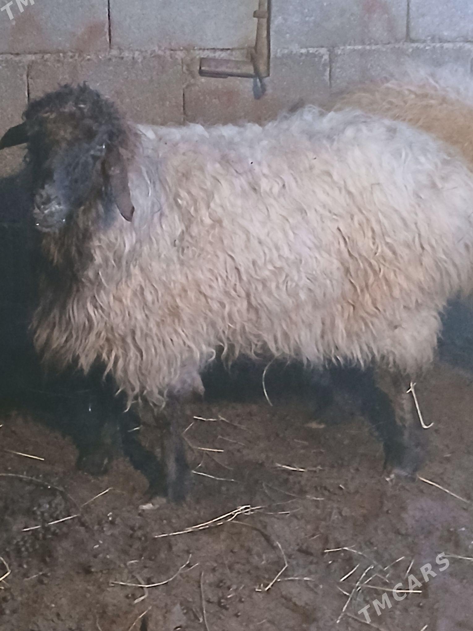 Bakilan goyun - Ашхабад - img 1