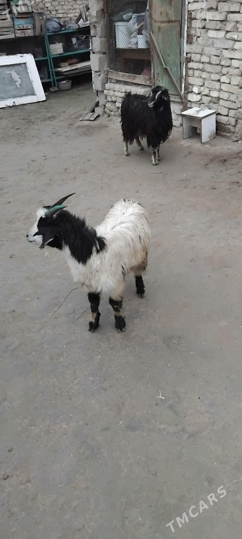 TEKE HEM URKAÇI ÇEWIṢ - Aşgabat - img 1