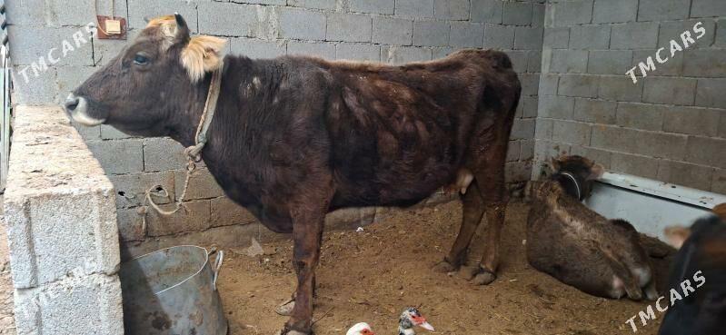 sygyr - Çoganly - img 1