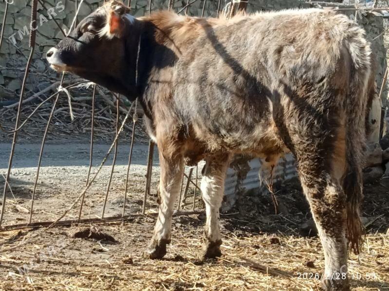 okuz,6sany,1tuwe - Бахарден - img 1